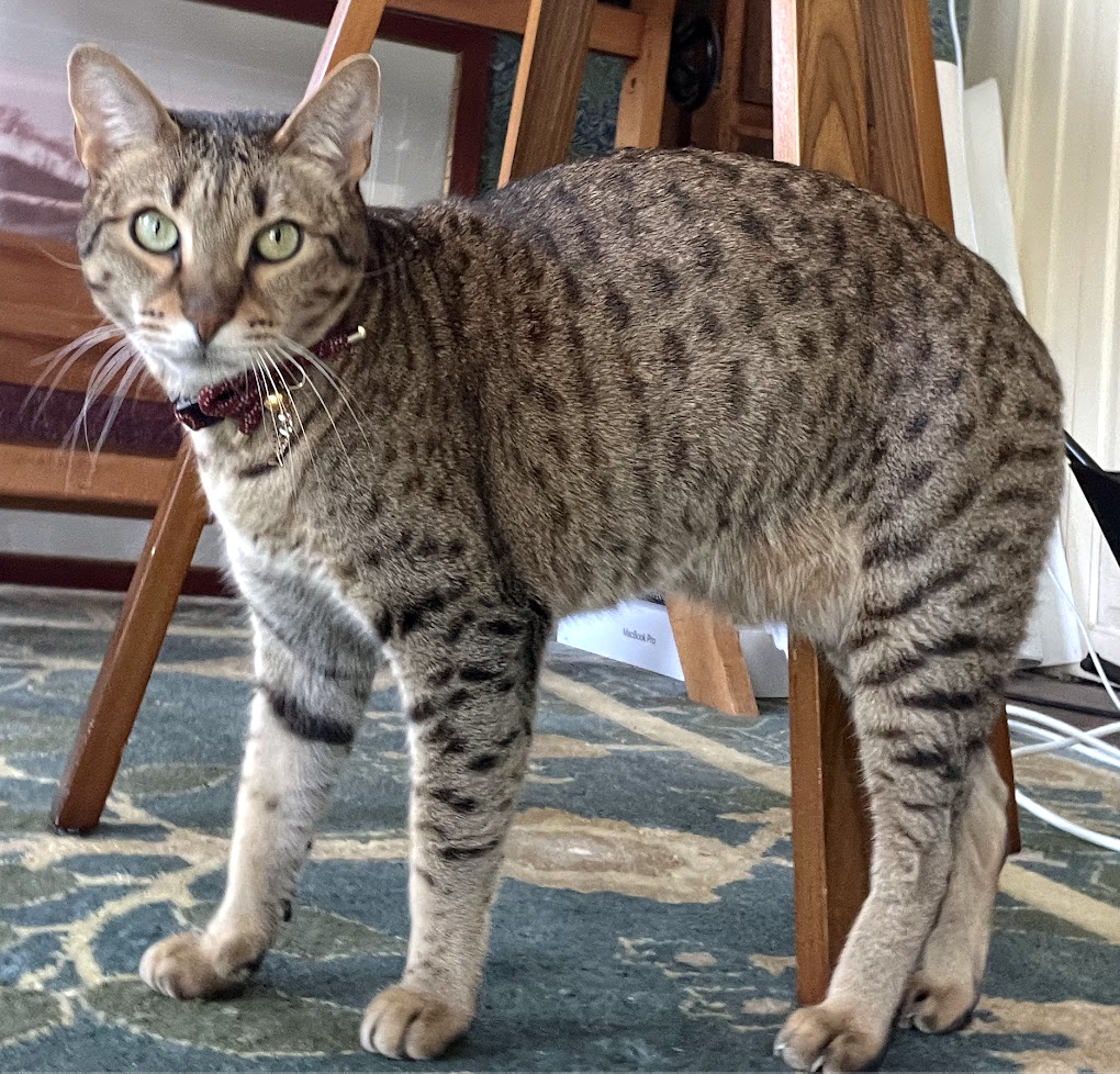 Jinxie cat <3
